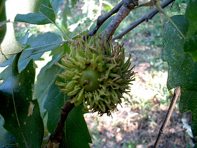 Ghianda di Cerro ...